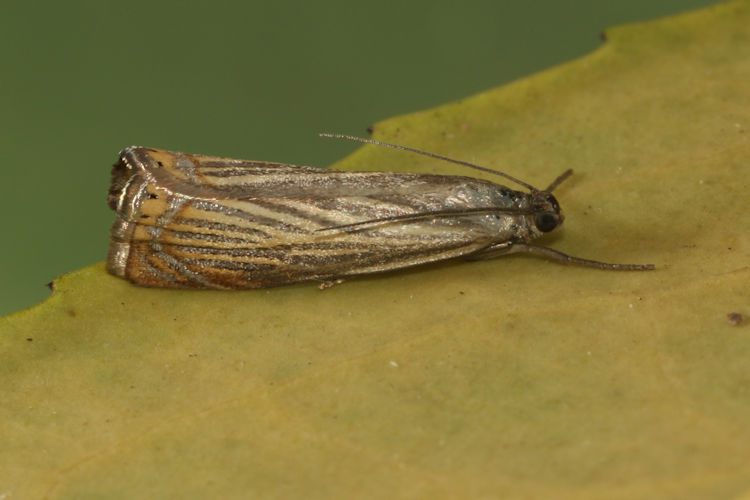 Chrysoteuchia culmella: Bild 6