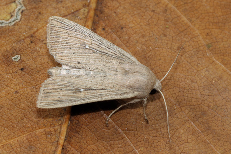 Leucania obsoleta: Bild 3