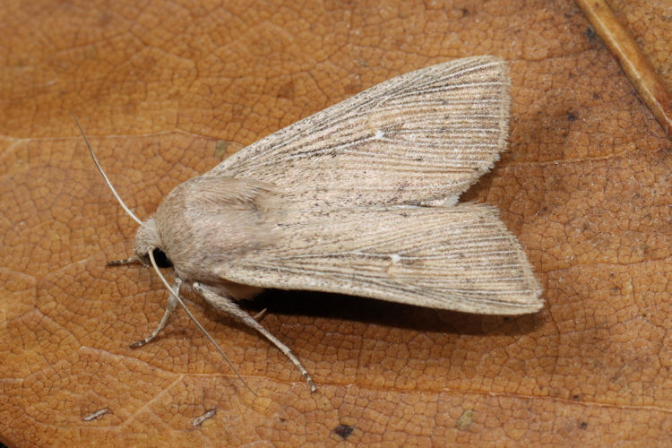 Leucania obsoleta: Bild 4