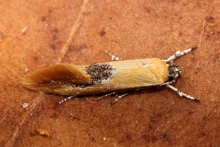 Batia internella: Bild 2