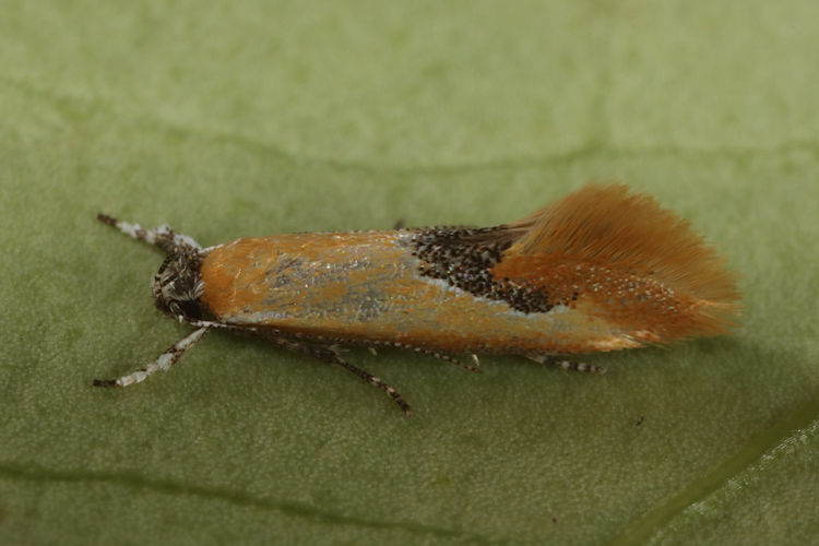 Batia internella: Bild 3