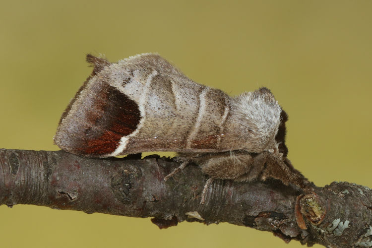 Clostera curtula: Bild 23