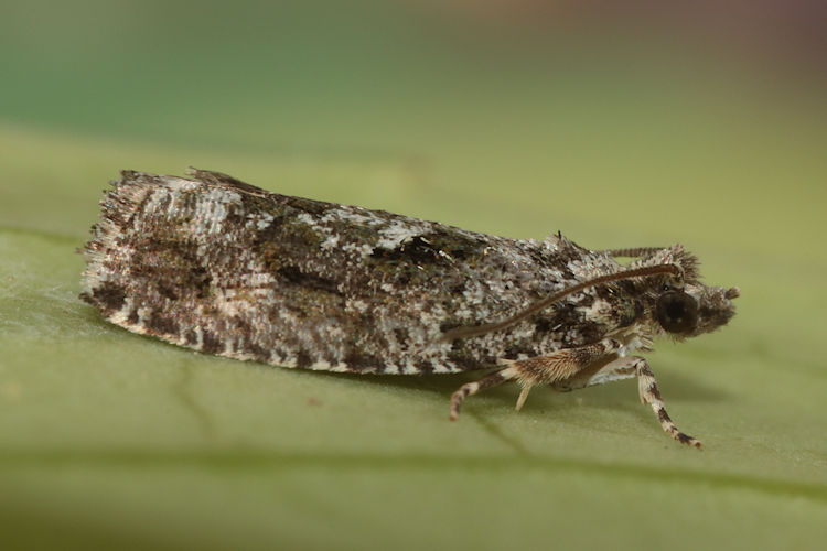 Zeiraphera isertana: Bild 2