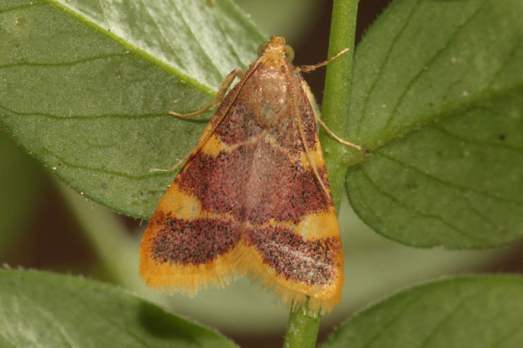 Hypsopygia costalis: Bild 5