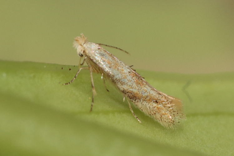 Bucculatrix artemisiella: Bild 4