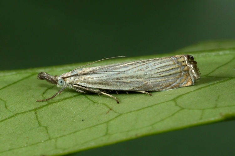 Chrysoteuchia culmella: Bild 7
