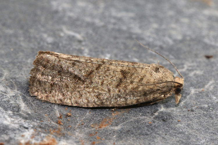 Epiblema grandaevana: Bild 1