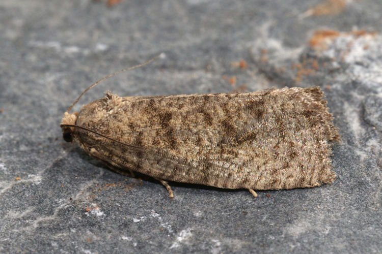 Epiblema grandaevana: Bild 2