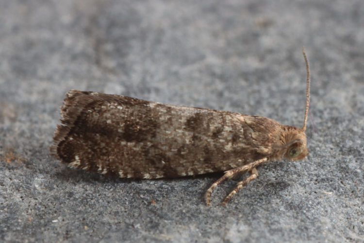 Epinotia nanana: Bild 5