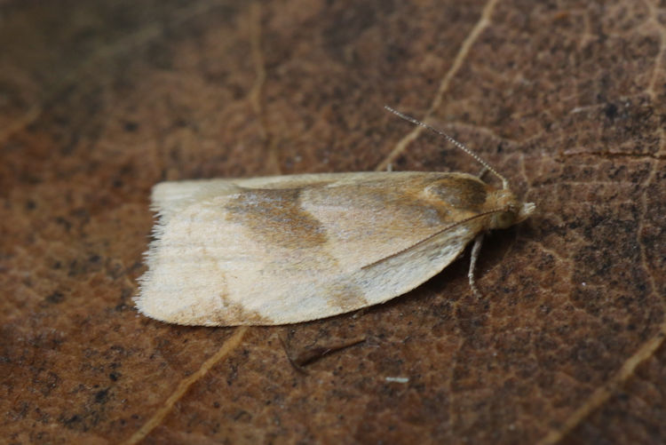 Clepsis rurinana: Bild 4