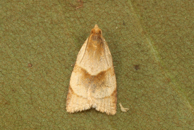 Clepsis rurinana: Bild 5