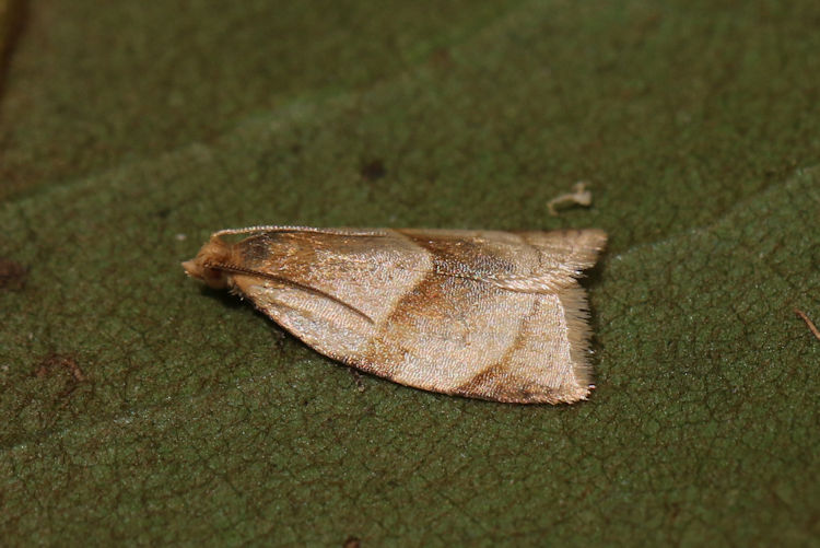 Clepsis rurinana: Bild 7