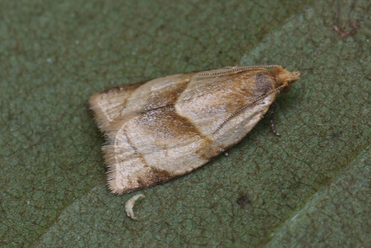 Clepsis rurinana: Bild 8