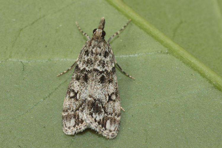 Eudonia lacustrata: Bild 12