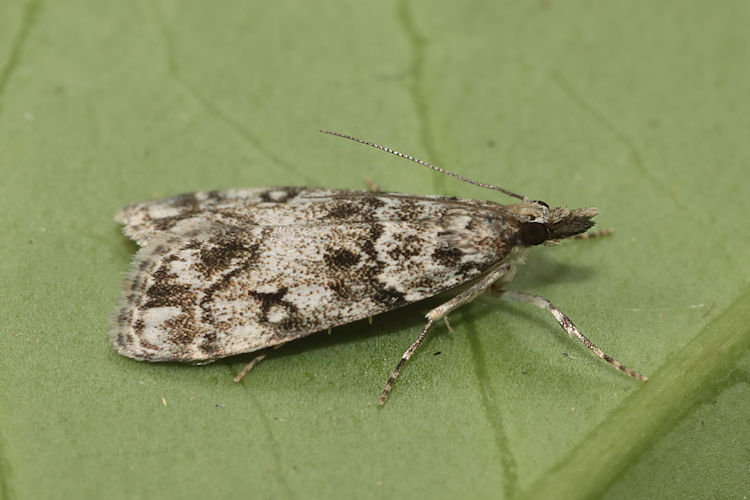 Eudonia lacustrata: Bild 13