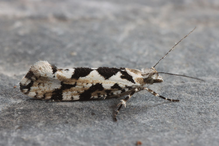 Ypsolopha sequella: Bild 8