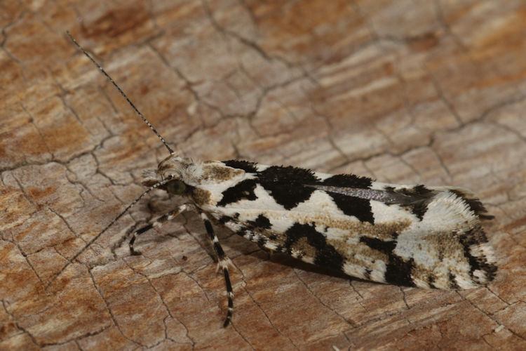 Ypsolopha sequella: Bild 9