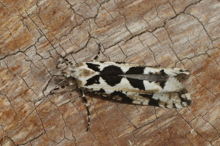 Ypsolopha sequella: Bild 10