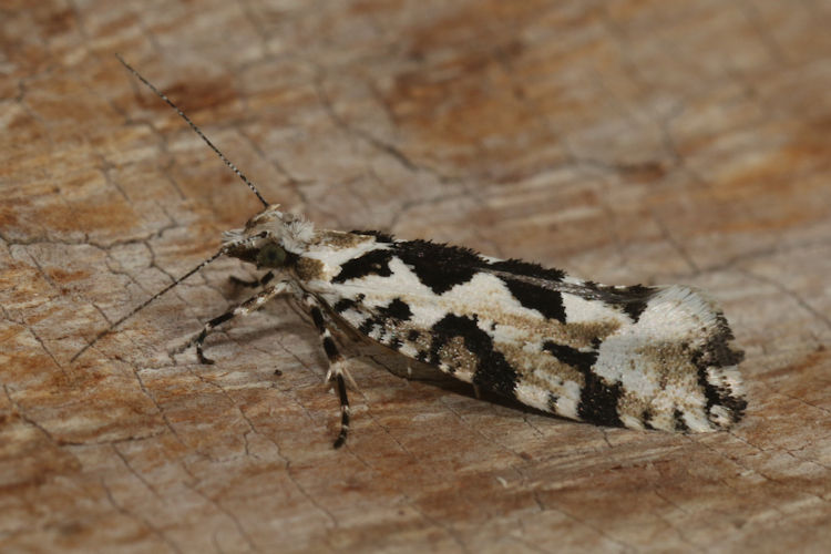 Ypsolopha sequella: Bild 11