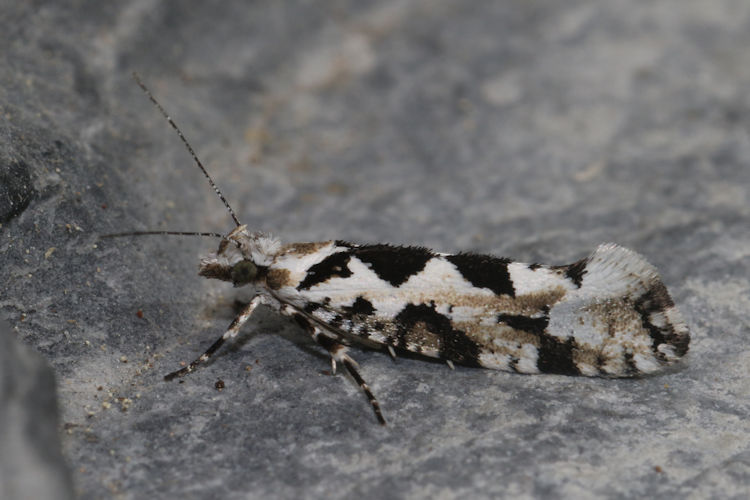 Ypsolopha sequella: Bild 12