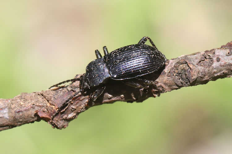 Helops caeruleus: Bild 2