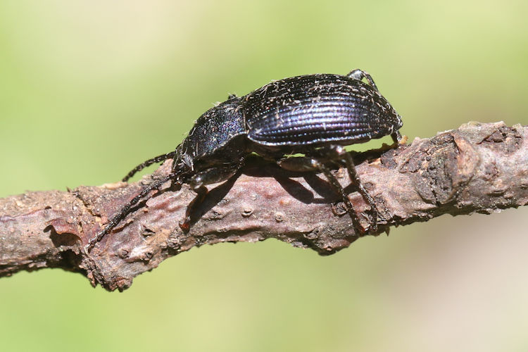 Helops caeruleus: Bild 3