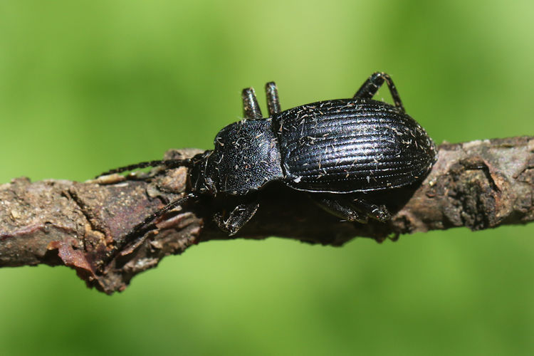 Helops caeruleus: Bild 4