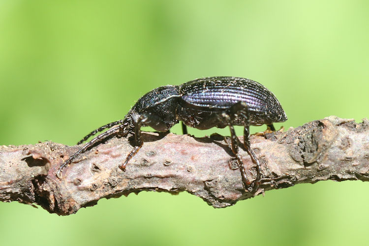 Helops caeruleus: Bild 5