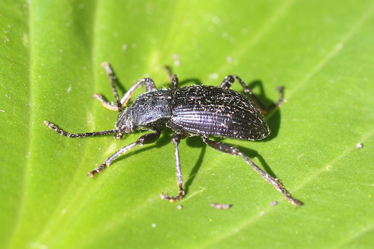Helops caeruleus: Bild 6