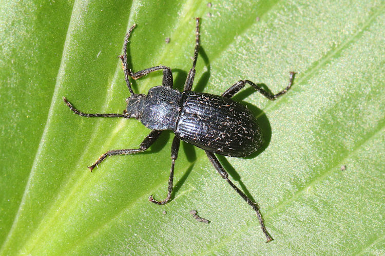 Helops caeruleus: Bild 7