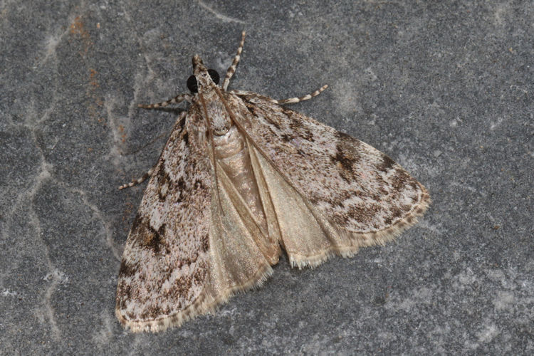 Scoparia ambigualis: Bild 1