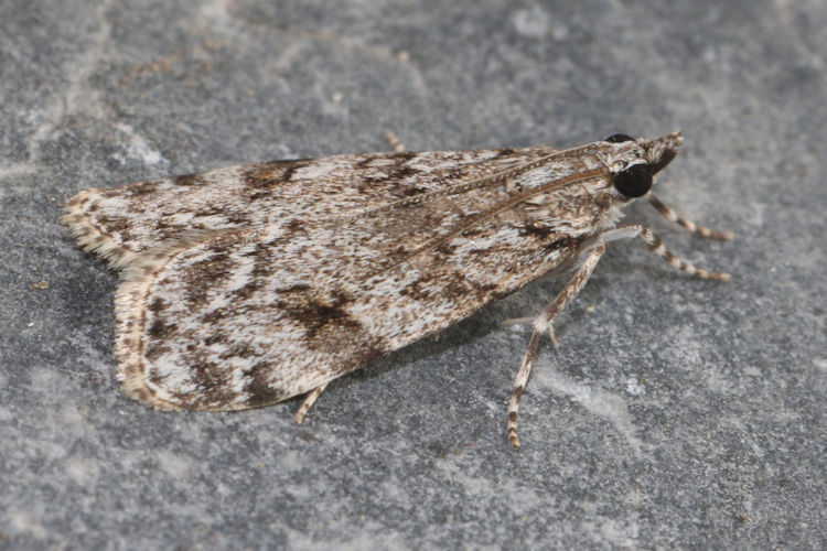 Scoparia ambigualis: Bild 2