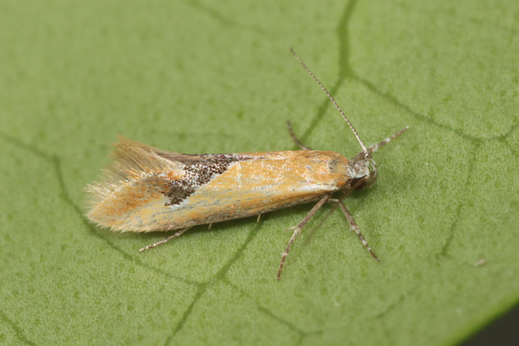 Batia internella: Bild 6