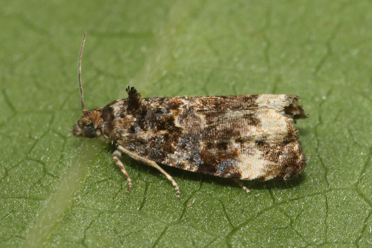 Endothenia oblongana: Bild 6