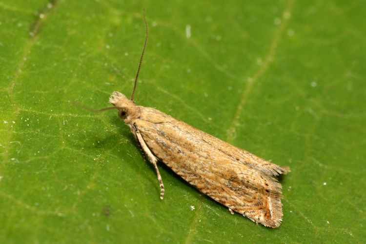 Bactra lancealana: Bild 1