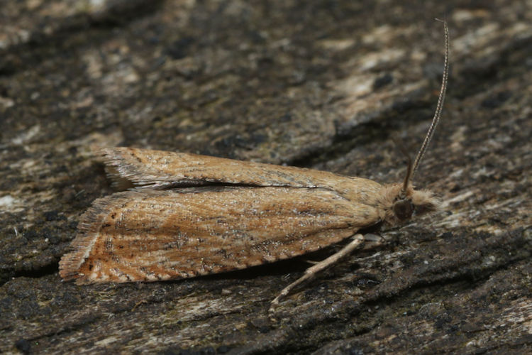 Bactra lancealana: Bild 2