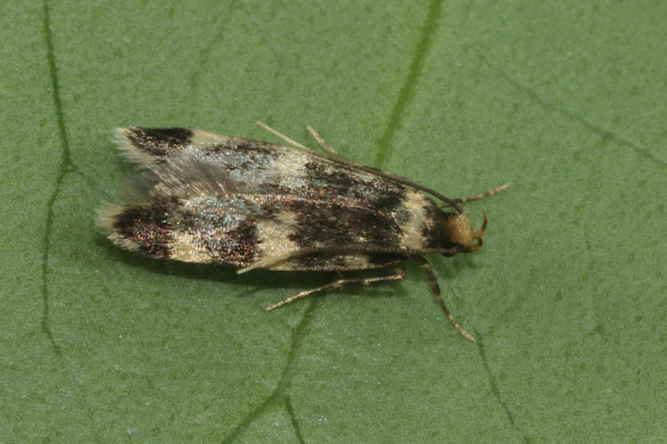 Oegoconia sp.: Bild 1