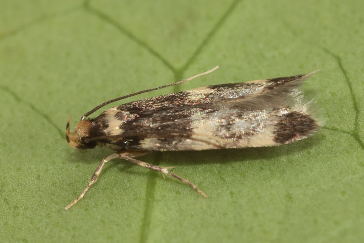 Oegoconia sp.: Bild 2