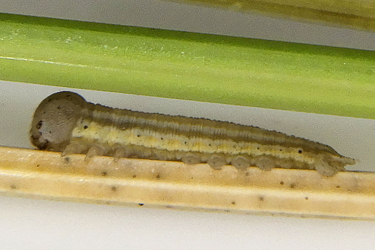 Hipparchia miguelensis: Bild 6