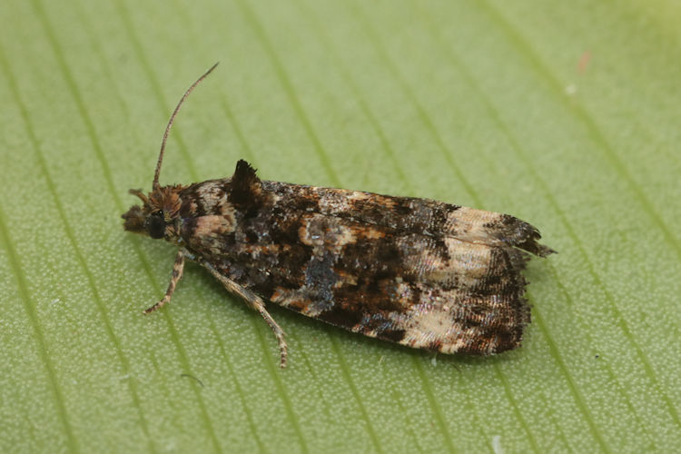 Endothenia oblongana: Bild 2
