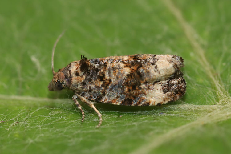 Endothenia oblongana: Bild 3