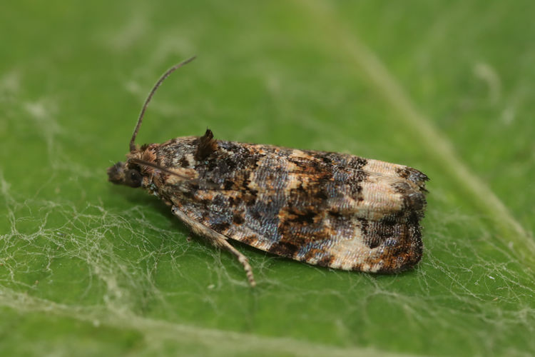 Endothenia oblongana: Bild 4