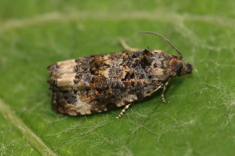 Endothenia oblongana: Bild 5