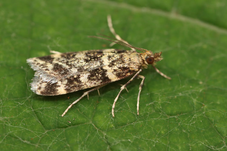 Scoparia semiamplalis: Bild 2