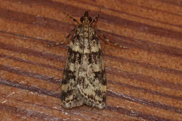 Scoparia semiamplalis: Bild 3