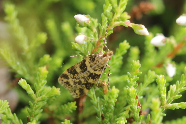 Scoparia semiamplalis: Bild 4