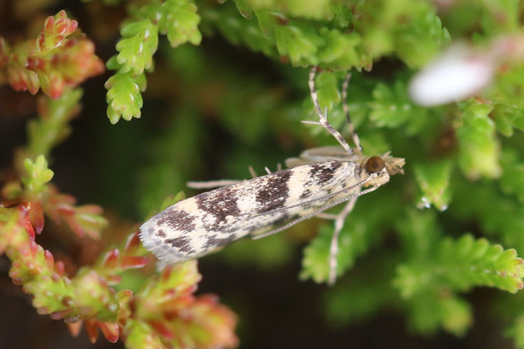 Scoparia semiamplalis: Bild 5