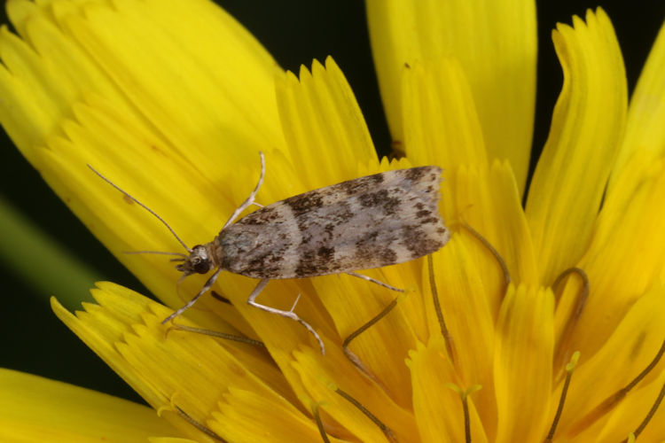 Scoparia semiamplalis: Bild 6