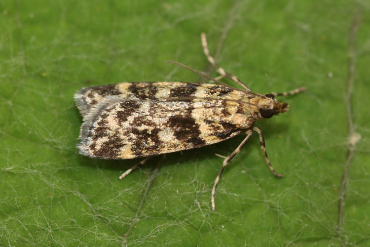 Scoparia semiamplalis: Bild 8