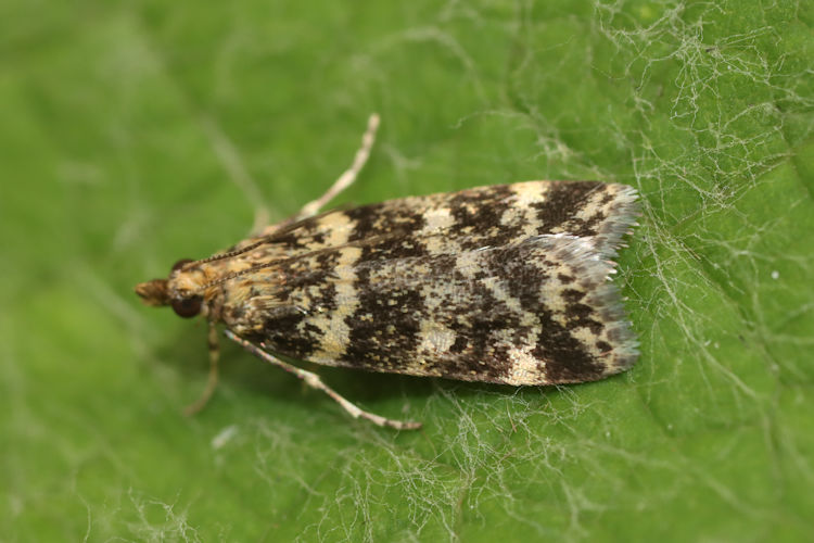 Scoparia semiamplalis: Bild 9